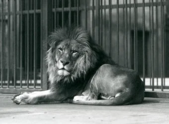 Een mannelijke Leeuw liggend tegen de tralies van zijn verblijf, London Zoo, september 1927