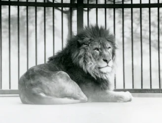 Een mannelijke leeuw rustend in zijn verblijf in de London Zoo in maart 1925