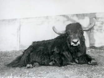 Een mannelijke jak liggend in zijn verblijf in London Zoo in 1928 (zwart-wit foto)