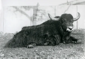 Een mannelijke jak liggend in zijn verblijf in London Zoo in augustus 1928