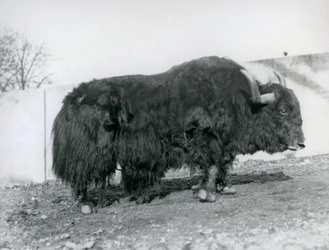 Een mannelijke jak staand in zijn paddock in de London Zoo in 1928