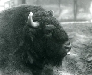 Een mannelijke Europese Bizon, London Zoo, februari 1928 (zwart-wit foto)
