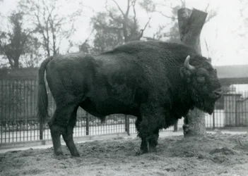 Een mannelijke Europese Bizon staand op het gras in zijn paddock. London Zoo, oktober 1927. De kwetsbare Europese Bizon staat ook bekend als Wisent, of Europese Houtbizon.