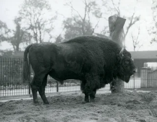 Een mannelijke Europese Bizon staand op het gras in zijn paddock. London Zoo, oktober 1927. De kwetsbare Europese Bizon staat ook bekend als Wisent, of Europese Houtbizon.