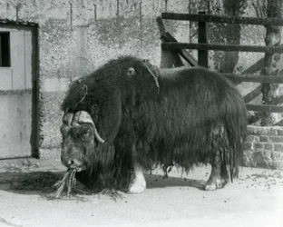 Een volwassen stier Muskox, ook gespeld als Musk ox en Musk-ox, staand en etend in zijn omheining in London Zoo in 1931 (zw/w foto)