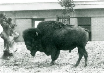 Een Bijna Bedreigde Amerikaanse Bison Buffelstier staand in zijn paddock, London Zoo, 1927