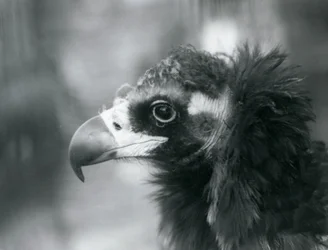 Een bijna bedreigde Euraziatische zwarte gier in de London Zoo, 1927