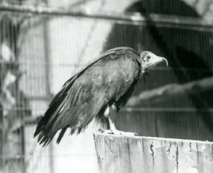 Een nu ernstig bedreigde Kapgier staand op een stam, London Zoo, september 1925