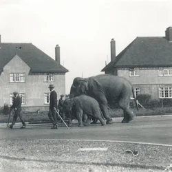 Een paar Indische olifanten lopen van Tilbury naar ZSL Whipsnade