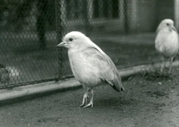 Een paar Kagus, of Cagous, staand op de vloer van hun verblijf bij de London Zoo, 1927