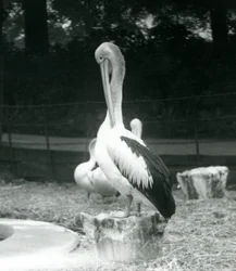 Een pelikaan, staand op een boomstronk, zijn nek poetsend bij London Zoo in september 1925