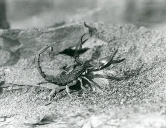 Een schorpioen in London Zoo in 1929 (zwart-wit foto)