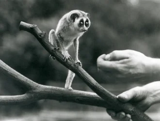 Een slanke lori staand op een tak vastgehouden door een verzorger, London Zoo, augustus 1926