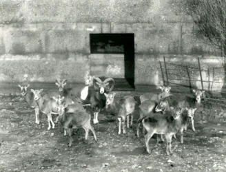 Een kleine kudde moeflons in de London Zoo in november 1926