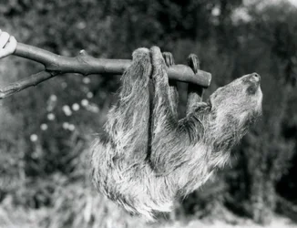 Een tweeteenluiaard hangend aan een afgezaagde tak, vastgehouden door een verzorger, London Zoo, september 1925