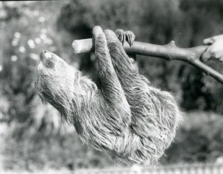 Een tweeteenluiaard hangend aan een afgezaagde tak, vastgehouden door een verzorger, London Zoo, september 1925