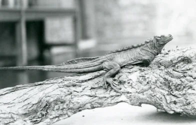 Een kwetsbare zeilvinhagedis rustend op een boomstam in London Zoo in 1928