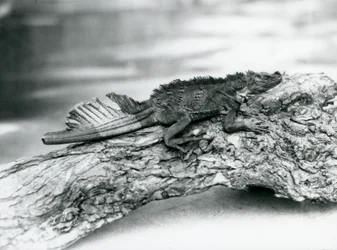 Een kwetsbare zeilvinhagedis, met een beschadigde staart, rustend op een boomstam in de London Zoo in 1929