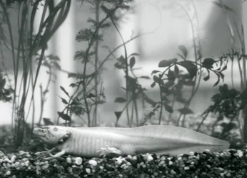 Een witte Axolotl/Mexicaanse Salamander rustend op grind op de bodem van een tank in de London Zoo in 1928