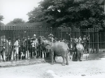 Een jonge Afrikaanse olifant en dwergolifant interageren met een grote groep kinderen, door de hekken van hun paddock, London Zoo, 1926