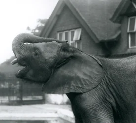Een jonge Afrikaanse olifant met zijn slurf op zijn voorhoofd geheven, London Zoo, augustus 1925