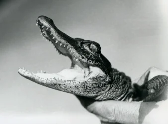 Een jonge alligator die door zijn verzorger bij de nek wordt vastgehouden, London Zoo, augustus 1928