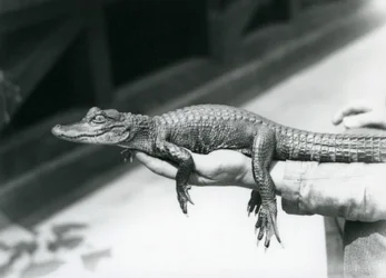 Een jonge Alligator vastgehouden door zijn verzorger, London Zoo