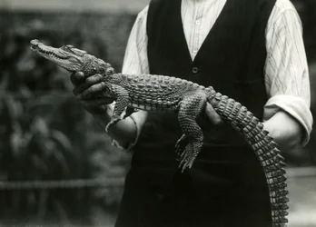 Een jonge Amerikaanse alligator vastgehouden door zijn verzorger, London Zoo