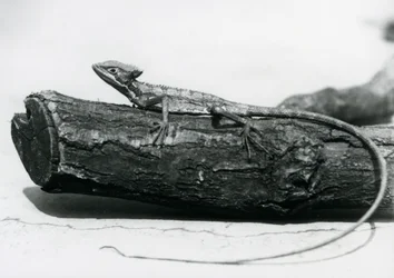 Een jonge basiliskhagedis rustend op een boomstam in London Zoo in augustus 1928 (zwart-wit foto)