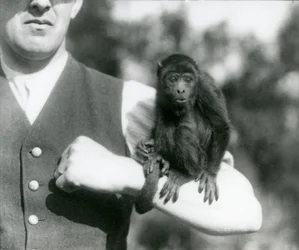 Een jonge zwarte brulapen zit op de arm van een man met zijn grijptail om zijn pols gewikkeld, London Zoo, 1923