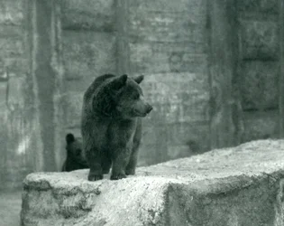 Een jonge bruine beer in de dierentuin van Londen, juni 1914
