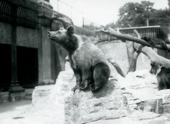 Een jonge bruine beer zittend op een rots op de voorgrond met een andere wandelend erachter, en een derde slapend op een tak, London Zoo, augustus 1913
