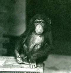 Een jonge Chimpansee zittend op een houten krat in de London Zoo in 1924