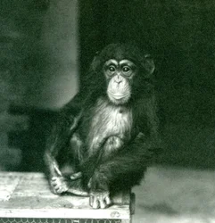 Een jonge chimpansee zittend op een houten krat in London Zoo in 1924