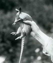 Een jonge negenbandgordeldier vastgehouden in de hand van een verzorger, London Zoo, augustus 1926