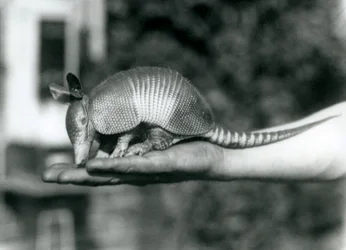 Een jonge Negenbandige Gordeldier rustend op de open handpalm van een verzorger, London Zoo, augustus 1926