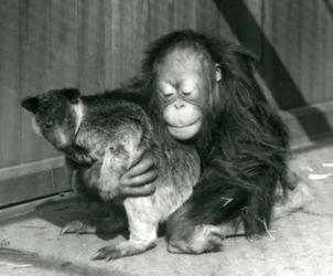 Een jonge orang-oetan knuffelt een boomkangoeroe in de London Zoo in 1927