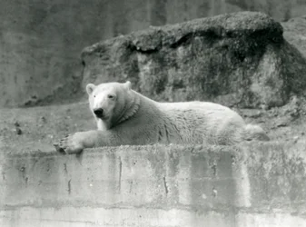 Een Jonge IJsbeer rustend op een rotsrichel in zijn verblijf in de London Zoo in 1927