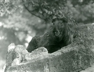 Een jonge takin, ook bekend als een rundergems of gnoegeit, rustend op een rots, London Zoo