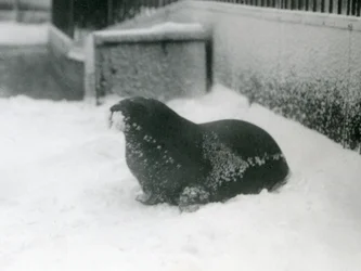 Een jonge walrus in de sneeuw, London Zoo, februari 1924