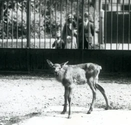 Een jonge wapiti staand in zijn omheining, met bezoekers die door de tralies kijken, London Zoo, augustus 1927