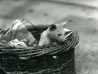 Een jonge albino opossum die uit een mand kijkt in de London Zoo, oktober 1920