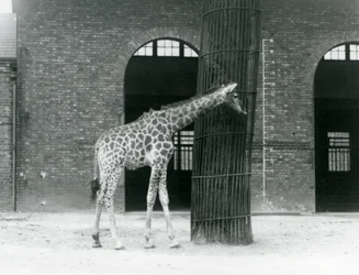 Een jonge vrouwelijke giraffe staand voor een boom, in de weide buiten het Giraffenhuis, London Zoo
