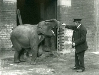 Een jonge vrouwelijke Indiase olifant met verzorger H. Robertson, London Zoo, 22 februari 1922