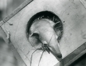 Een jonge tamandua kijkt uit zijn nestkast, London Zoo, april 1925