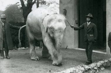 Albino Witte Birmese Olifant Pawah met begeleiders inclusief Dr. Saw Po Min, London Zoo, mei 1926