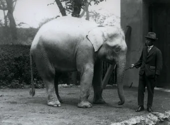 Albino Witte Olifant Pawah met Dr. Saw Po Min, London Zoo, mei 1926