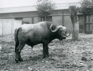 Een Afrikaanse buffel in zijn verblijf in de London Zoo, 1927