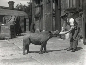 Een Afrikaanse neushoorn, Kathlene, en verzorger Harry Warryck in ZSL London Zoo, september 1928