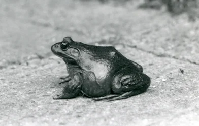 Een Amerikaanse Brulkikker, London Zoo, 1925